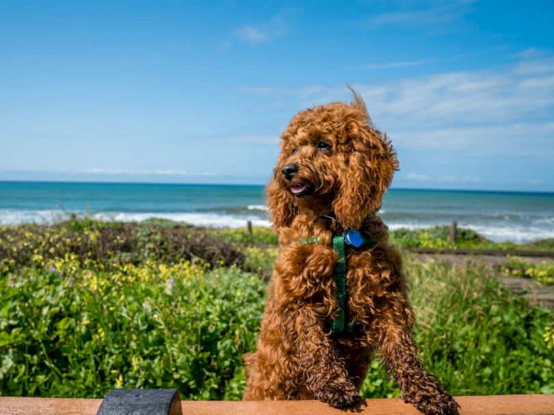 Cambria Hotel Collection