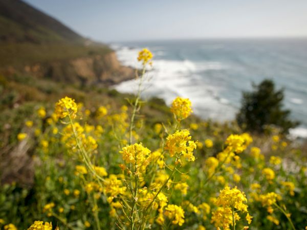Bright yellow flowers in the foreground sway by a coastal cliff, with the blue sea and distant hills under a clear sky in the background.