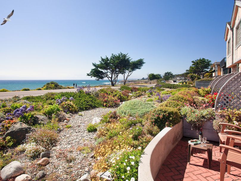 A coastal garden with flowering shrubs, a rocky path, and a patio edge; the sea and a lone tree are in the background as a seagull flies overhead.