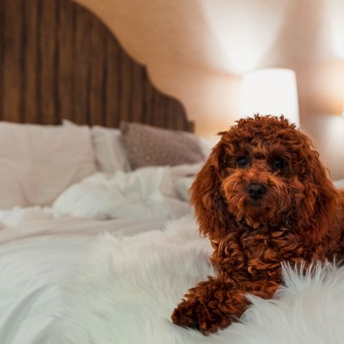 A fluffy brown dog sits on a rumpled white bed, looking at the camera in a cozy, softly lit bedroom.