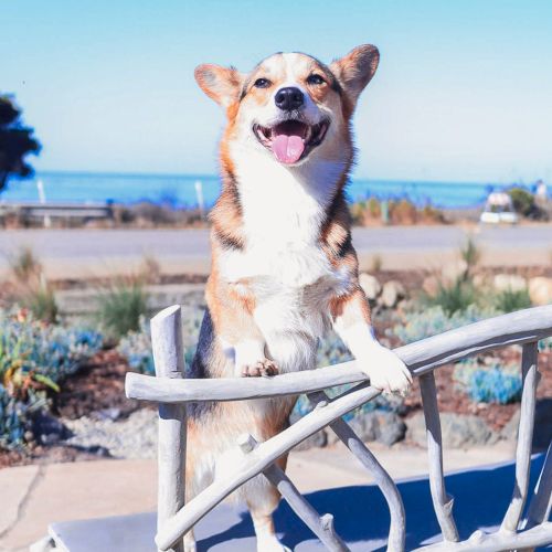 adorable corgi perched on a bench by the seaside, smiling with blue sky, ocean view, and sunny coastal vibes.
